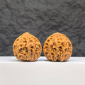 Golden Taurus Wenwan Walnut pair from Wenwan Art, 36mm x 35mm, featuring smooth, polished natural walnut carvings with intricate details.