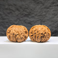 Pair of authentic Wild Wenwan Walnuts from Wenwan Art, 39mm x 37mm, featuring natural textures and rich walnut tones.
