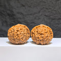 【收藏級】南瓜墩 文玩核桃 (4.2 × 4.4cm) | [Collector's Grade] Pumpkin Pier Walnut (4.2 × 4.4cm) - SKU: NGD-1Z6