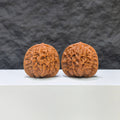 【收藏級】瓷娃娃 文玩核桃 (3.6 × 3.3cm) | [Collector's Grade] Porcelain Doll Walnut (3.6 × 3.3cm) - SKU: CWW-1C5