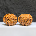 【收藏級】華坤龍 文玩核桃 (4.8 × 4.9cm) | [Collector's Grade] Huakun Dragon Walnut (4.8 × 4.9cm) - SKU: HKL-1Z1