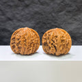 【收藏級】野狼 文玩核桃 (4.0 × 3.8cm) | [Collector's Grade] Wild Wolf Walnut (4.0 × 3.8cm) - SKU: YN-1A5