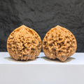 【收藏級】麒麟紋 文玩核桃 (4.9 × 4.3cm) | [Collector's Grade] Kylin Texture Walnut (4.9 × 4.3cm) - SKU: QLW-1Z5
