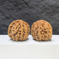【精選級】大粗筋 文玩核桃 (4.6 × 4.6cm) | [Selected Grade] Large Thick Rib Walnut (4.6 × 4.6cm) - SKU: DCJ-1S9