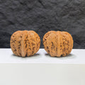 【精選級】平谷元寶 文玩核桃 (4.0 × 4.3cm) | [Selected Grade] Pinggu Sycee Walnut (4.0 × 4.3cm) - SKU: PGYB-1S0
