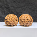 【收藏級】野狼 文玩核桃 (4.0 × 3.9cm) | [Collector's Grade] Wild Wolf Walnut (4.0 × 3.9cm) - SKU: YL-1Z4