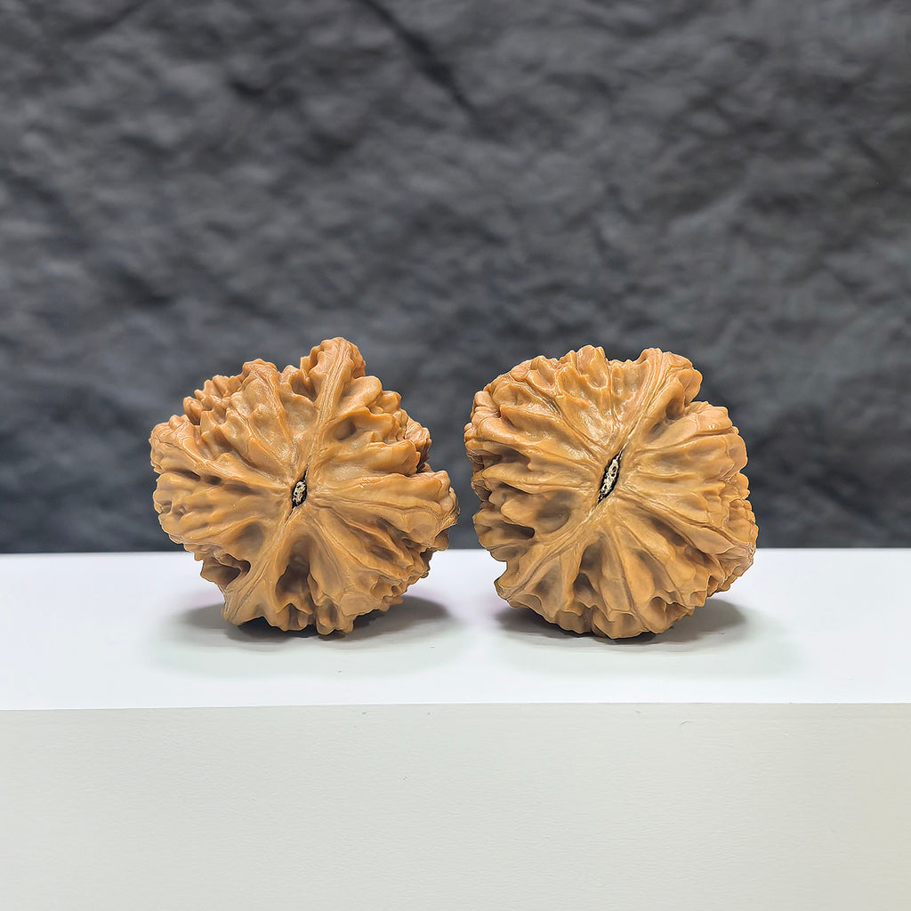 Pair of Beijing Chicken Heart Wenwan walnuts from Wenwan Art, measuring 37-38mm, with smooth, rounded walnut shells.