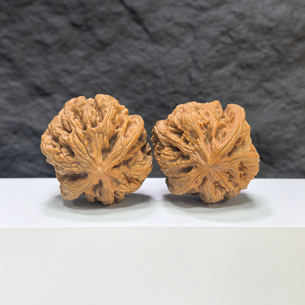 【精選級】大粗筋 文玩核桃 (4.6 × 4.6cm) | [Selected Grade] Large Thick Rib Walnut (4.6 × 4.6cm) - SKU: DCJ-1S9