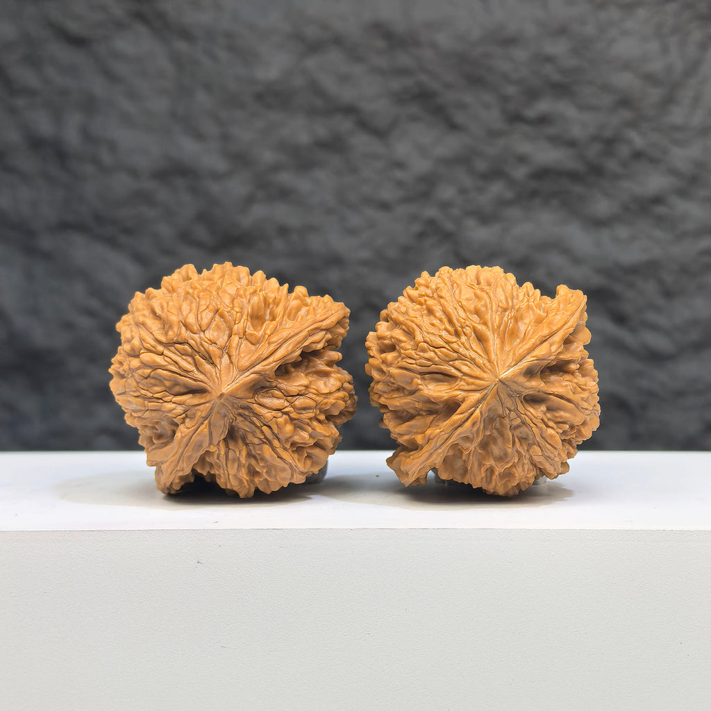 Pair of Babys Breath Full Stars Wenwan Walnuts by Wenwan Art, 38x37mm, featuring intricate star patterns on polished walnuts.