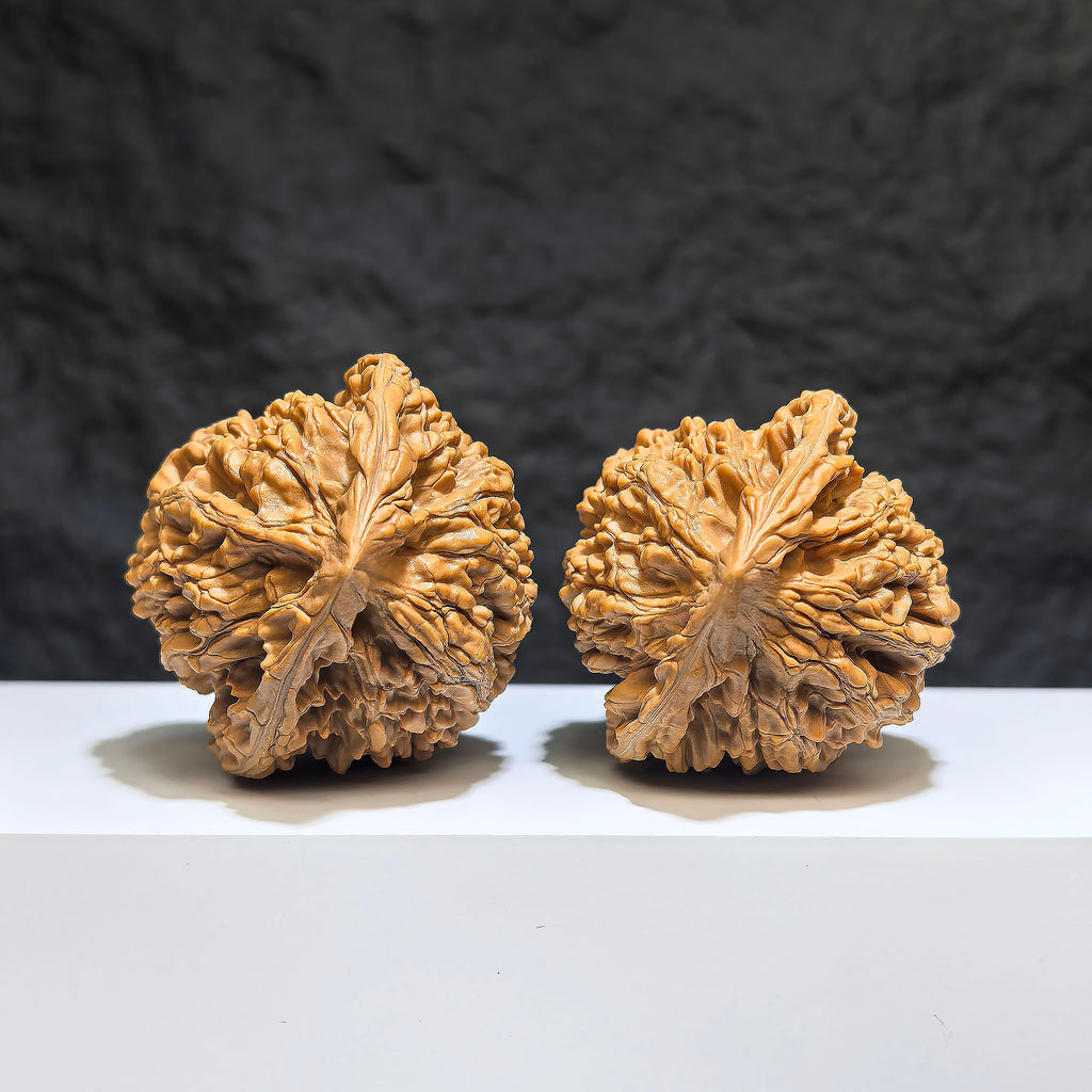 Pair of large Wenwan Art official Wenwan walnut nuts, 49mm x 46mm, featuring smooth, polished surfaces and natural wood grain details.