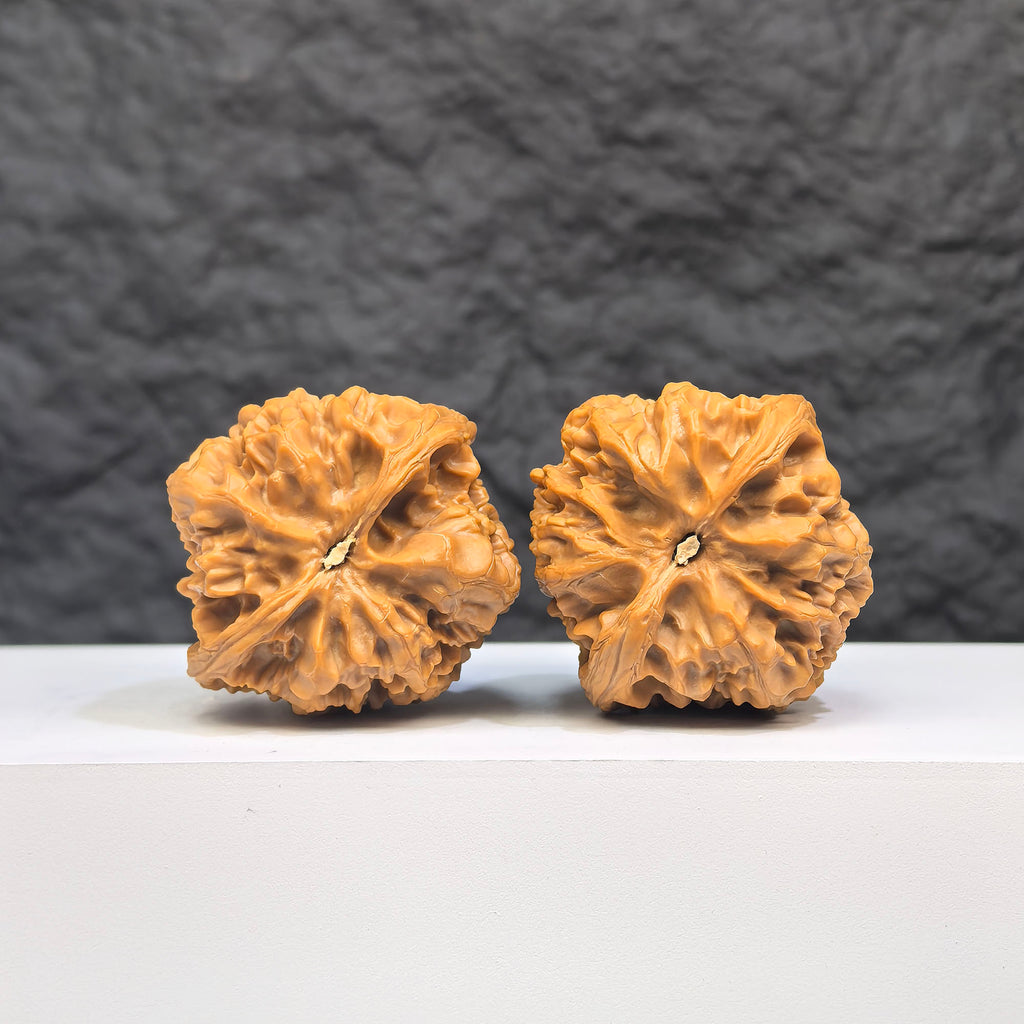 Selected grade Wild Bison Wenwan Walnut, 3.8x3.7cm, showcasing smooth surface and natural wood grain from Wenwan Art.