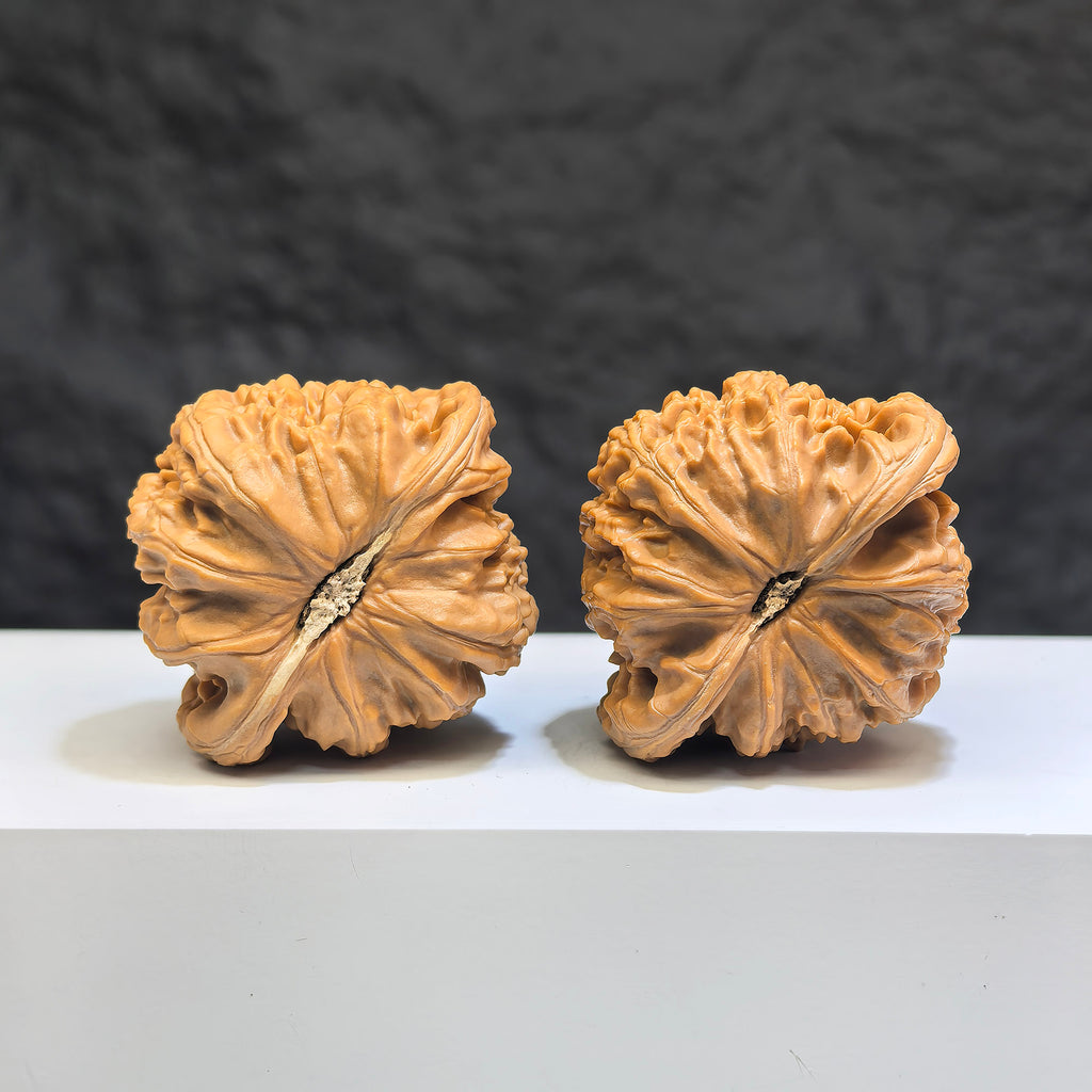 Pair of White Lion Wenwan Walnuts by Wenwan Art, 41mm x 38mm, featuring detailed white lion designs on smooth walnut surfaces.