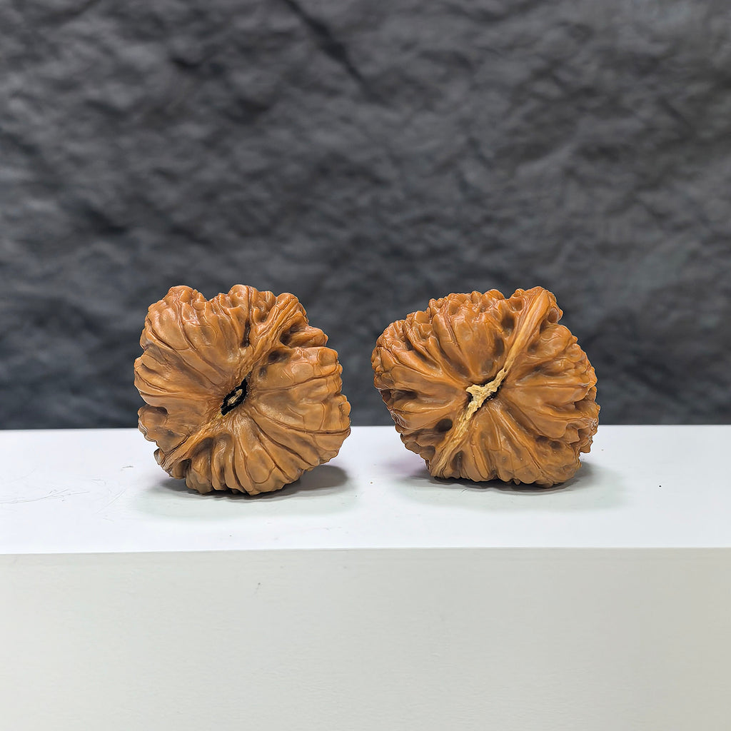 Pair of Pinggu Concave Base Wenwan walnuts with deep bases, measuring 33x37mm, from Wenwan Art showing detailed walnut surfaces.