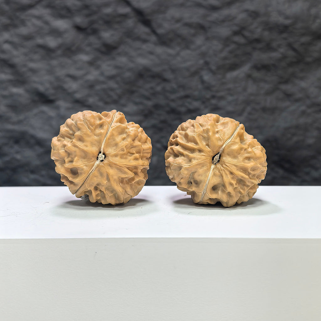 Pair of Golden Toad Vessel Wenwan Walnuts from Wenwan Art, 35mm x 38mm, featuring detailed toad designs on smooth walnut surfaces.