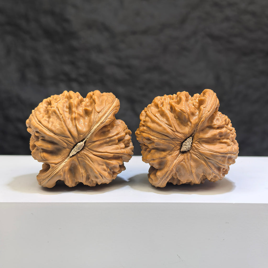 Pair of White Lion Wenwan Walnuts by Wenwan Art, classic 42mm x 41mm walnuts with detailed natural carvings.