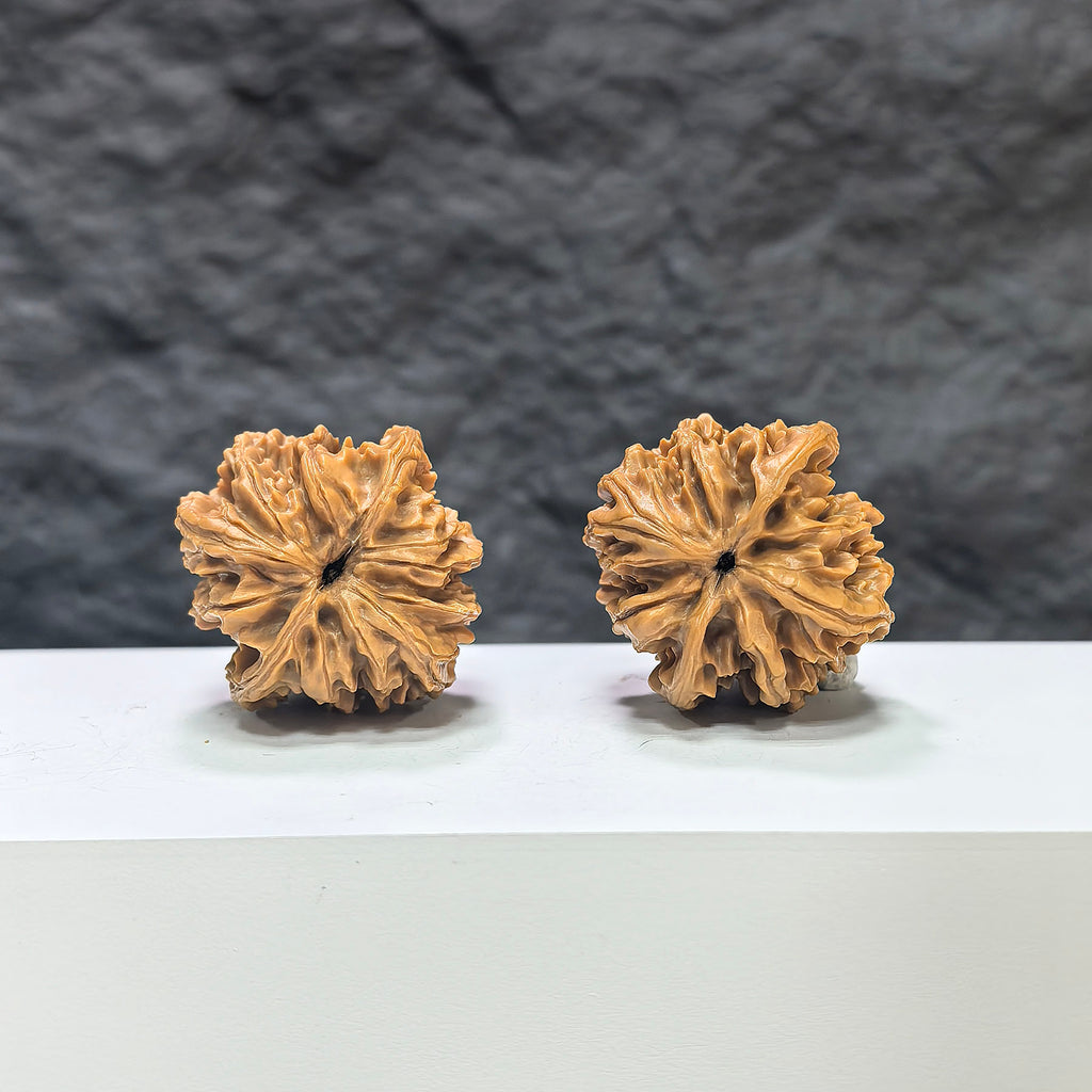 Pair of Tongtian Eight Wenwan walnuts from Wenwan Art, 33mm size, showcasing smooth, polished walnut carvings and natural wood grain.