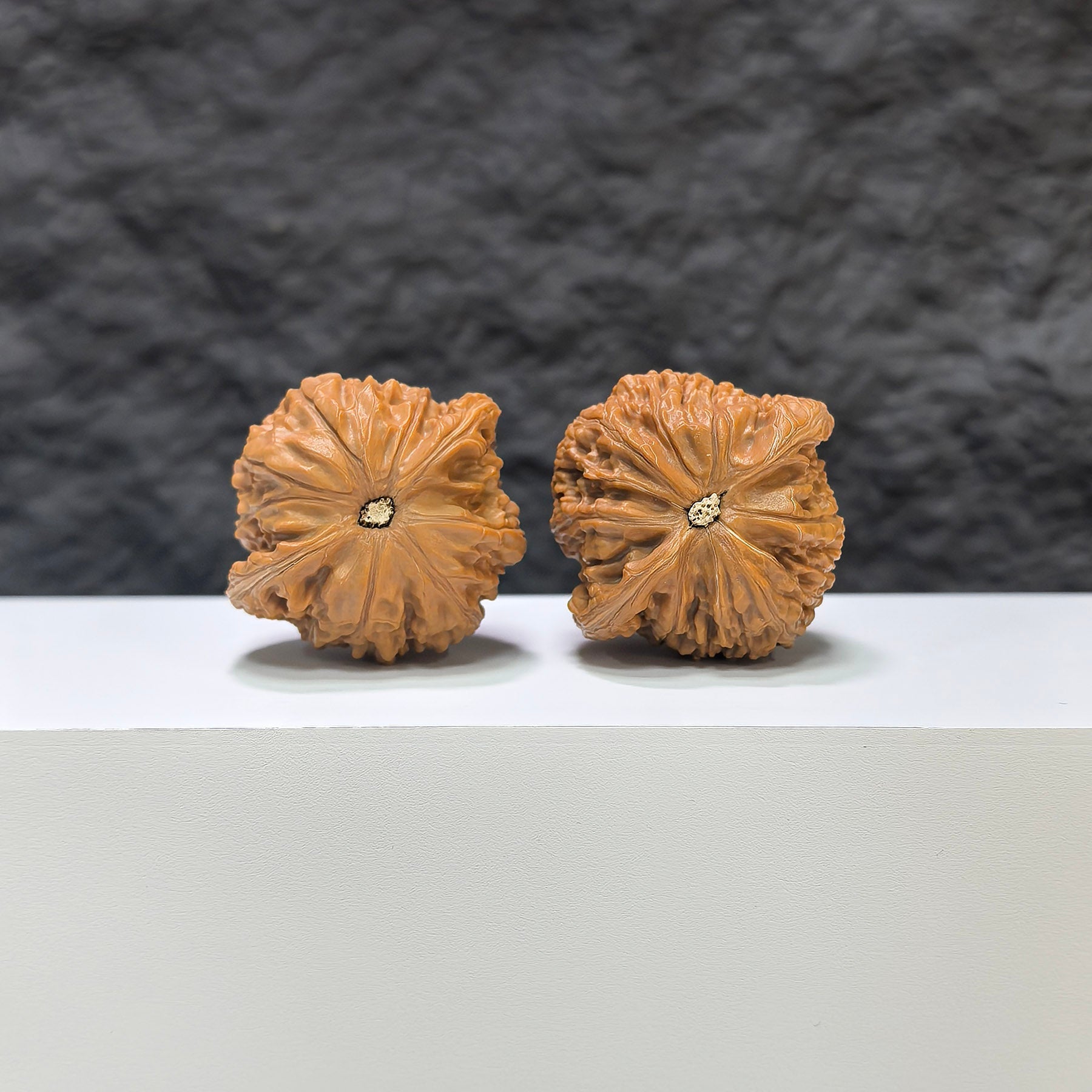 【收藏級】磨盤 文玩核桃 (3.9 × 3.6cm) | [Collector's Grade] Millstone Walnut (3.9 × 3.6cm) - SKU: MB-1C1