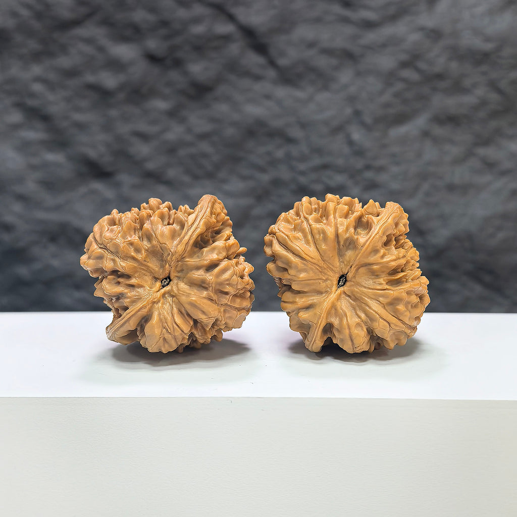 Close-up of authentic Wild Wenwan Walnuts from Wenwan Art, showing natural textures and size details on a neutral background.