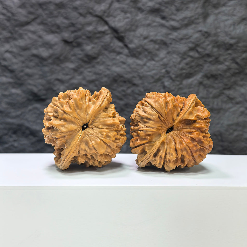 Pair of large Wenwan Art official Wenwan walnuts, 48mm x 45mm, showcasing smooth, polished walnut shells with intricate natural patterns.