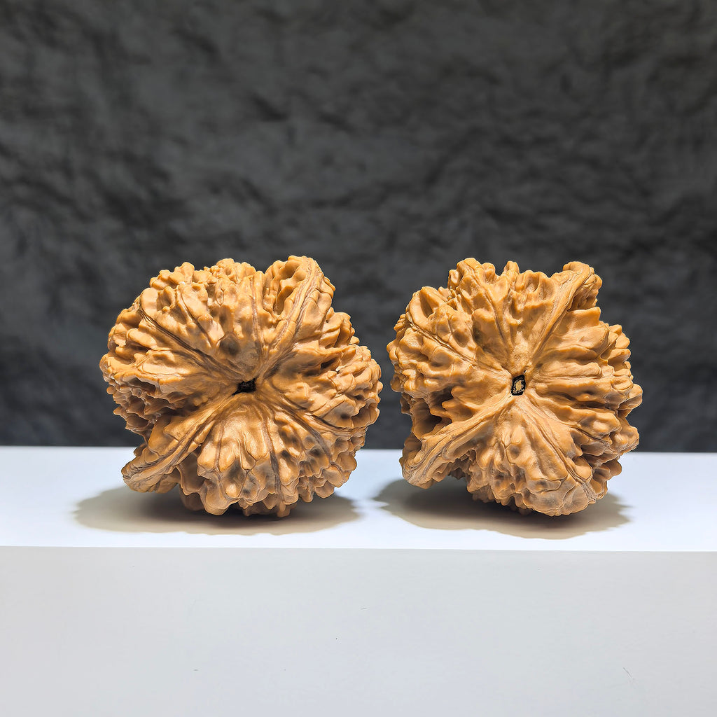 Pair of large Wenwan Art official large Wenwan walnuts, 49mm x 46mm, showcasing detailed natural walnut textures.