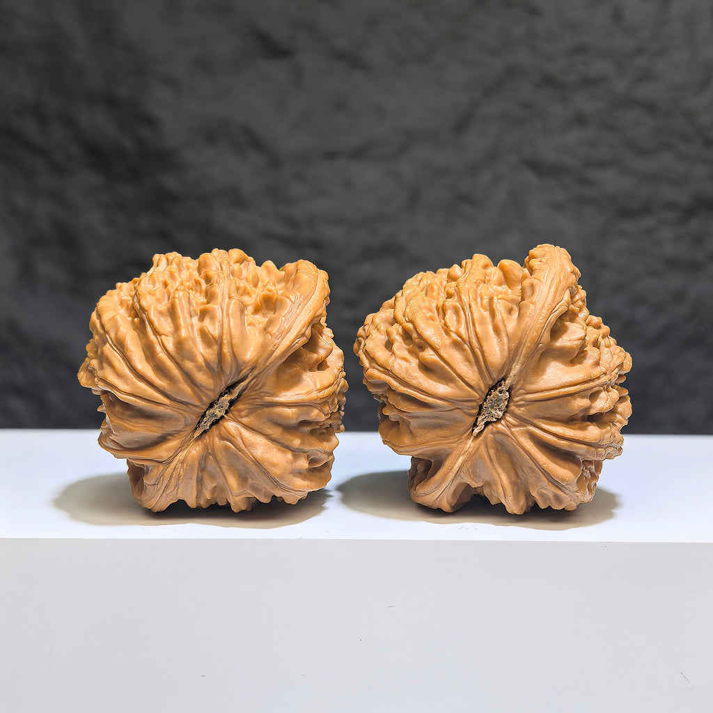 【收藏級】球形白獅子 文玩核桃 (4.3 × 4.2cm) | [Collector's Grade] Spherical White Lion Walnut (4.3 × 4.2cm) - SKU: QXBSZ-1Z2