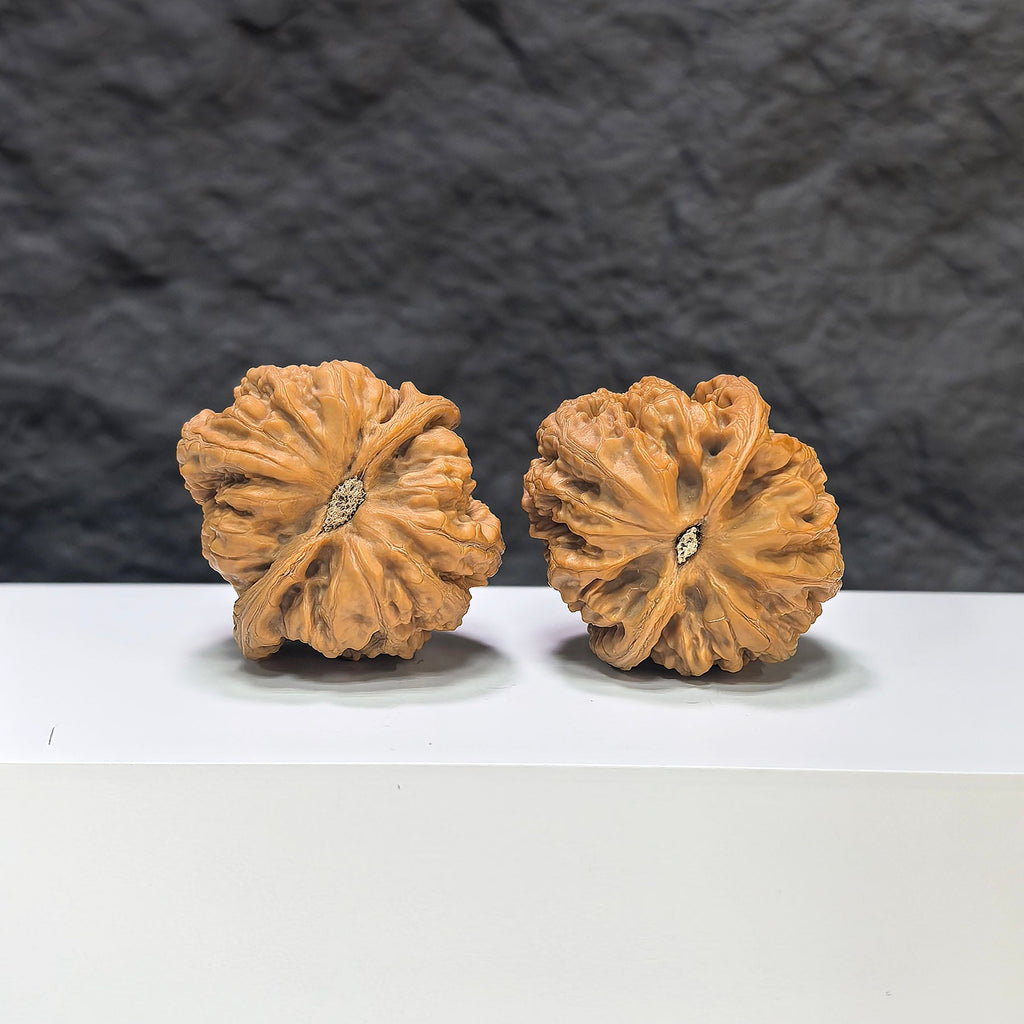 【精選級】粗筋 文玩核桃 (3.8 × 4.0cm) | [Selected Grade] Thick Rib Walnut (3.8 × 4.0cm) - SKU: CJ-1S7