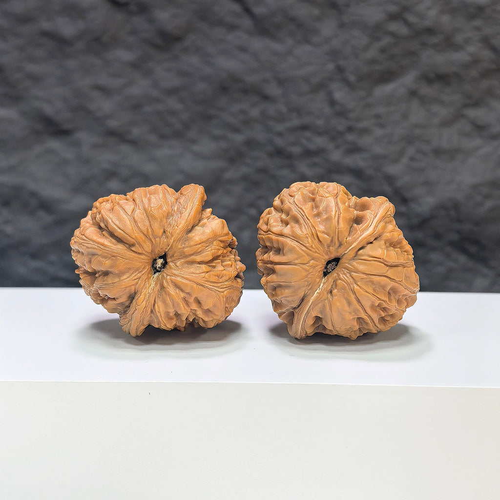 【精選級】平谷元寶 文玩核桃 (3.6 × 3.9cm) | [Selected Grade] Pinggu Sycee Walnut (3.6 × 3.9cm) - SKU: PGYB-1S1
