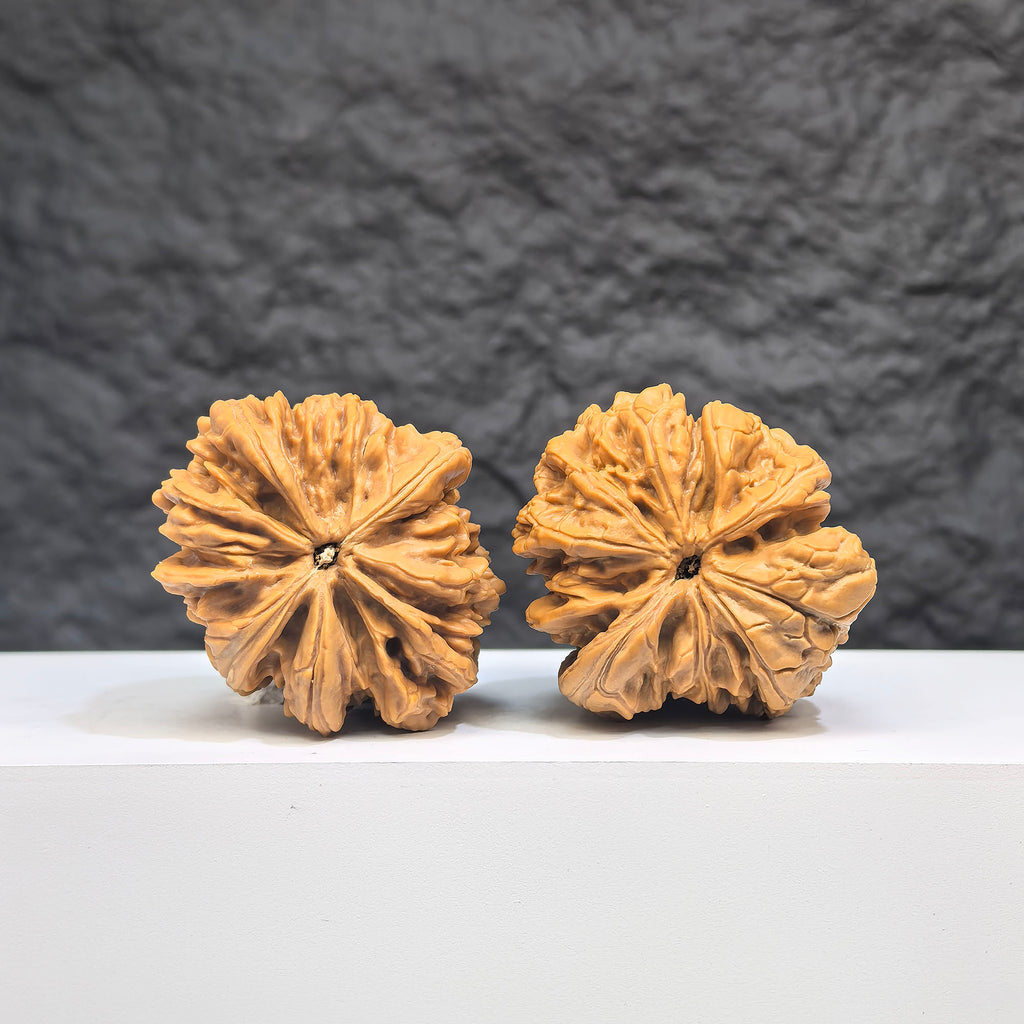 Selected grade Blizzard Wenwan Walnut, 3.8x3.9cm, showcasing smooth texture and natural wood grain from Wenwan Art.