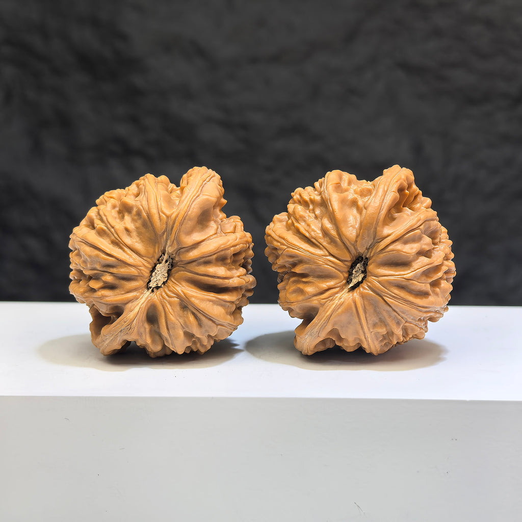 Pair of Low-pointed White Lion Wenwan Walnuts from Wenwan Art, 41mm x 38mm, featuring detailed white lion carvings.