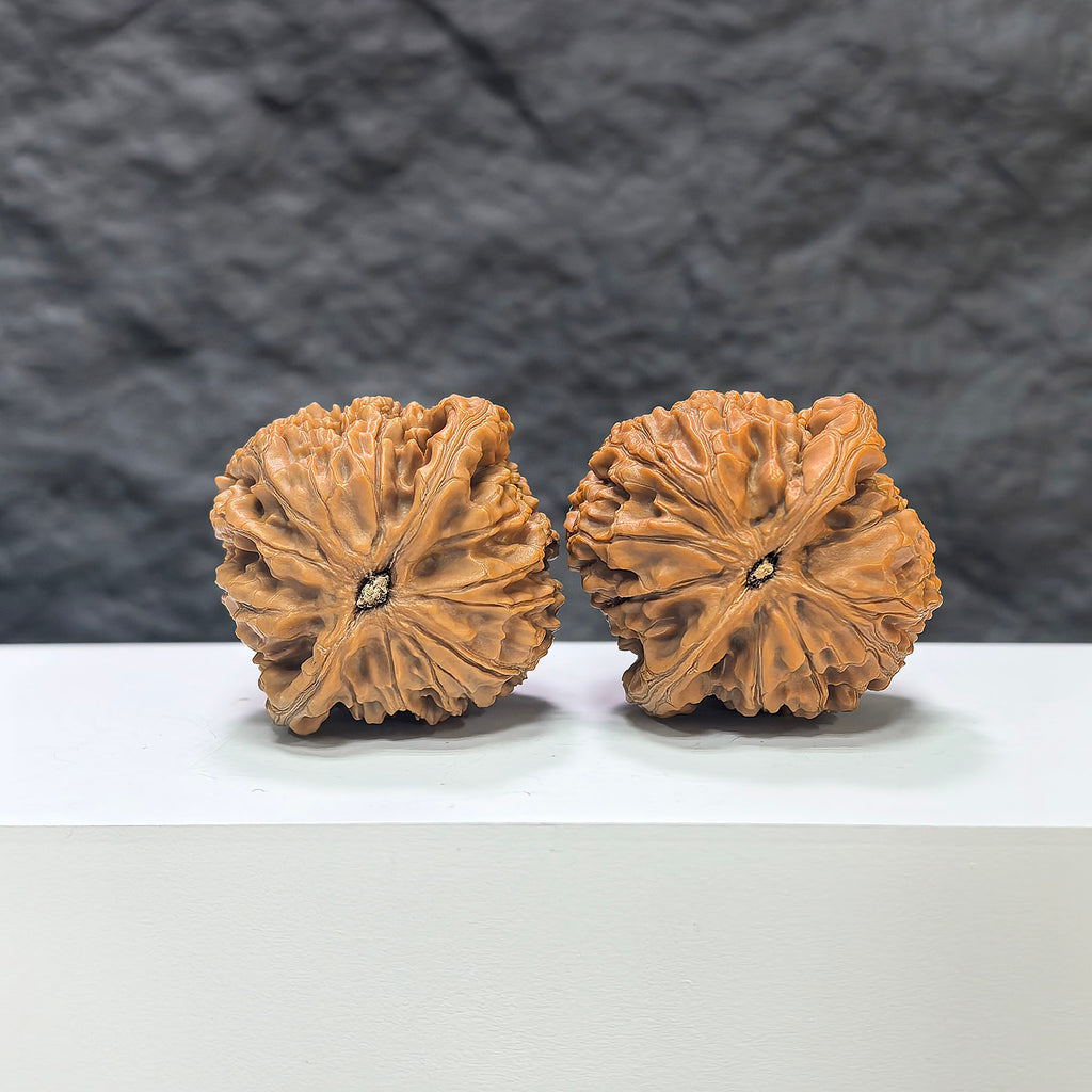 Pair of Wenwan Art Water Dragon Texture Classic Wenwan Walnuts, 40mm x 39mm, showcasing detailed water dragon pattern.