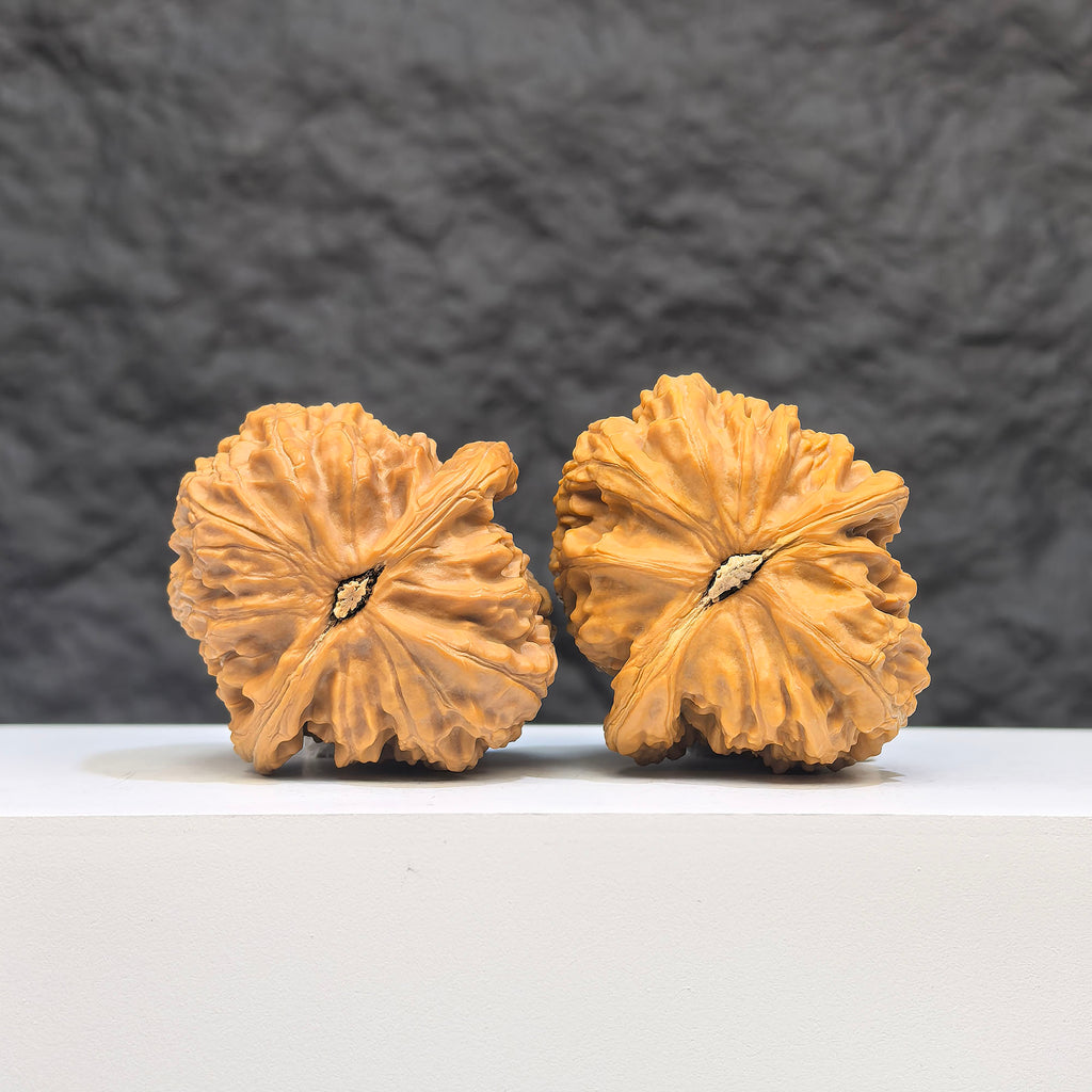White Lion Wenwan Walnut pair by Wenwan Art, 36mm x 39mm, showcasing detailed carved white lion designs on smooth walnuts.