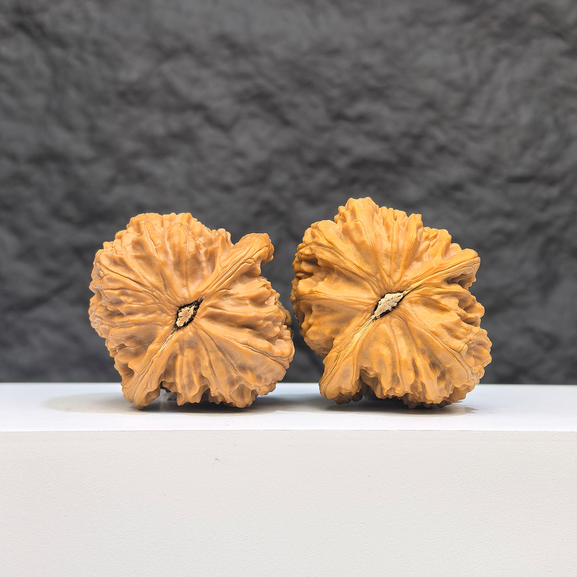 White Lion Wenwan Walnut pair by Wenwan Art, 36mm x 39mm, showcasing detailed carved white lion designs on smooth walnuts.